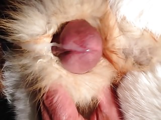 White and red fox fur stroke